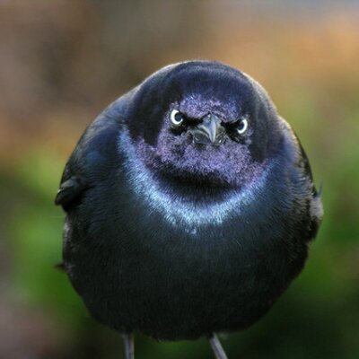 Profile Picture of Greg Albright (@Urban_Camel) on Twitter
