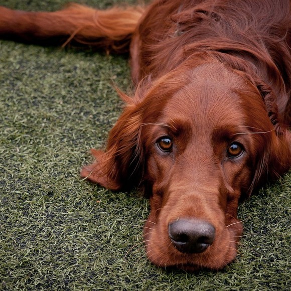 Profile Picture of Gabriel Wilmott (@fenghaosima183) on Poshmark