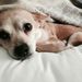 Profile Picture of Dawn Maslovitz Reichert (@dawnreichert) on Pinterest
