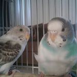 Profile Picture of 💜Arandano~🐥~Tracy💙 (@ilovepugsloveu) on Instagram