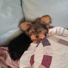 Profile Picture of Janet Lambert (@janetlambert95) on Twitter