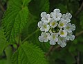 Lippia graveolens - Wikipedia Profile Picture of Lippia graveolenson Wikipedia