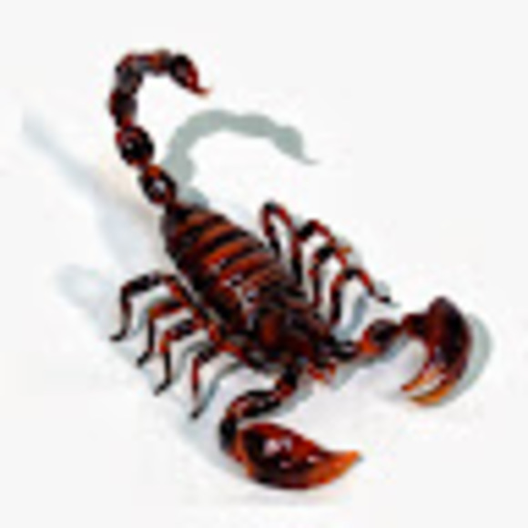 Profile Picture of Nicholas Hoover (@nhoover1030) on Poshmark