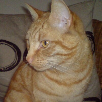 Profile Picture of Kyle Llewellyn (@KyleLlewellyn) on Twitter