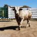 Profile Picture of Gache Armando (@gache.armando) on Facebook