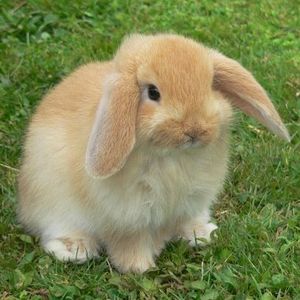 Profile Picture of Corinne Lee (@tokibunni) on Myspace