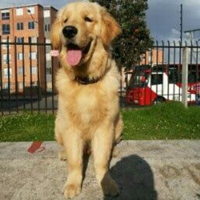 Profile Picture of Felipe Mayorga (@felipemayorga91) on Twitter