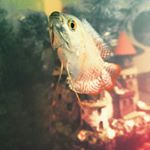 Profile Picture of Nathan St.denis (@natestdenis) on Instagram