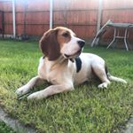 Profile Picture of Bob Griffiths🐾 (@bob_beagle_adventures) on Instagram
