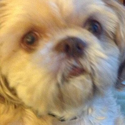 Profile Picture of Cindy McNutt (@cyndel2112) on Twitter