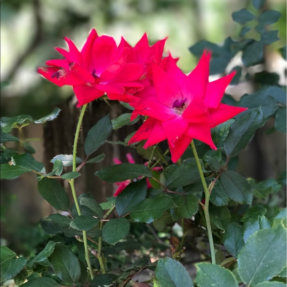 Profile Picture of Jesse Jara (@jessejara98) on Poshmark