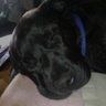 Profile Picture of Michael Schear (@michaelschear) on Pinterest