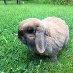 Profile Picture of Harry Bennett (@harryhopalong) on Instagram