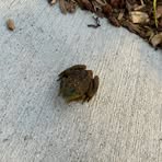 Profile Picture of Thomas Van Gilder (@Thomas-Van-Gilder) on Facebook