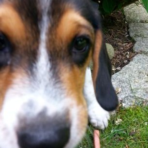 Profile Picture of James Govoni (@GovoniJames) on Twitter