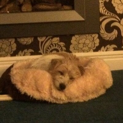 Profile Picture of Richard Holland (@Billholland12) on Twitter