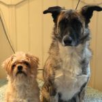 Profile Picture of Pip & Indy (@pip.en.indy) on Instagram