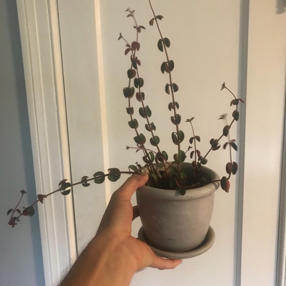 Profile Picture of Jamesjames Hodge (@seshkite) on Poshmark