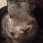 Profile Picture of Charles Benoit (@professorroons) on Instagram
