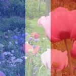 Profile Picture of Michele Aplincourt (@micheleaplincourt) on Instagram