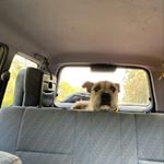 Profile Picture of Prince, Ali & Chase (@awolfieswalkabout) on Instagram