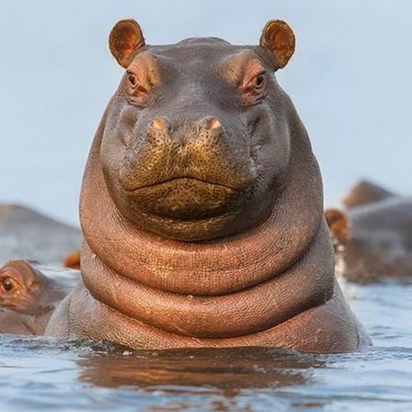 Profile Picture of Josh Lima (@joshlima) on Poshmark