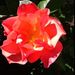 Profile Picture of Lisa Sworts (@swortsl) on Pinterest