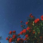 Profile Picture of e l l a  d a v i d s o n ♡ (@elladavidsonnn) on Instagram