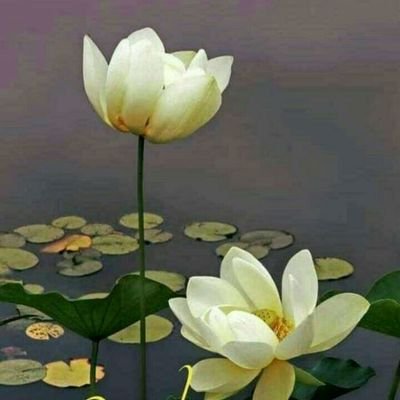 Profile Picture of Rekha Mohan (@RekhaMo35956885) on Twitter
