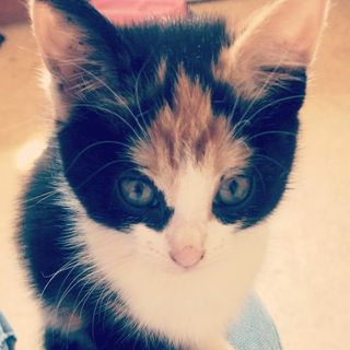 Profile Picture of Molly-Mae Phoenix Kirby (@mollymaephoenix) on Instagram