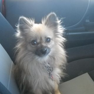 Profile Picture of Lori Sheaffer (@lori.sheaffer.77) on Facebook