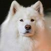 Profile Picture of Pedro .Pereira (@paulokrelling) on Tiktok