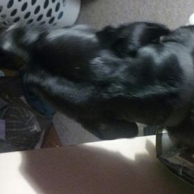 Profile Picture of carl Helsing (@carlhelsing) on Pinterest