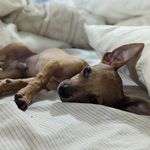 Profile Picture of Kevin Bo Bevan (@kevin_squirrel_) on Instagram