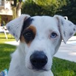 Profile Picture of Victor Chimal (@v.chimal) on Instagram