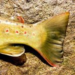 Profile Picture of Travis Hess (@rambling_angler) on Instagram