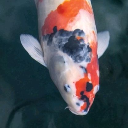 Profile Picture of Daniel Makowski (@daniel.makowski80) on Tiktok