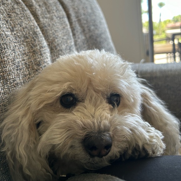 Sharon Greenthal - Poshmark Profile Picture of Sharon Greenthal (@shgposh24) on Poshmark