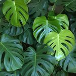 Profile Picture of Jardim Monstera (@jardimmonstera) on Instagram