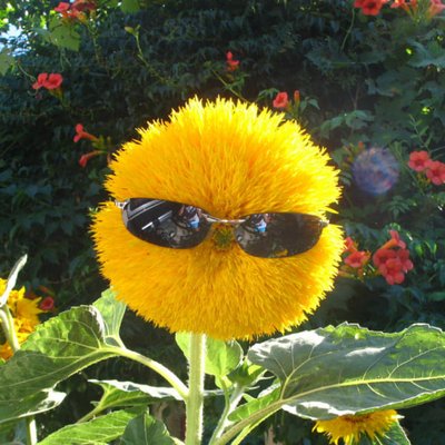 Profile Picture of Anna Rabinowitz (@@forgottensalmon) on Twitter