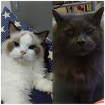 Profile Picture of Vicky Shumchoi (@vickychoi1103) on Instagram