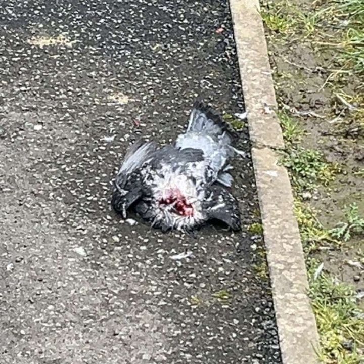 Profile Picture of JOHN 😘 (@john.the.pigeon.xx) on Tiktok