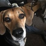 Profile Picture of Jamie Hart (@jameshere999) on Instagram
