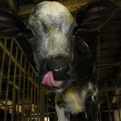 Profile Picture of Lydia De Vries (@LydiadeVries) on Twitter