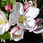 Profile Picture of Andreia Almeida Ribeiro (@almeidaribeiroandreia) on Flickr