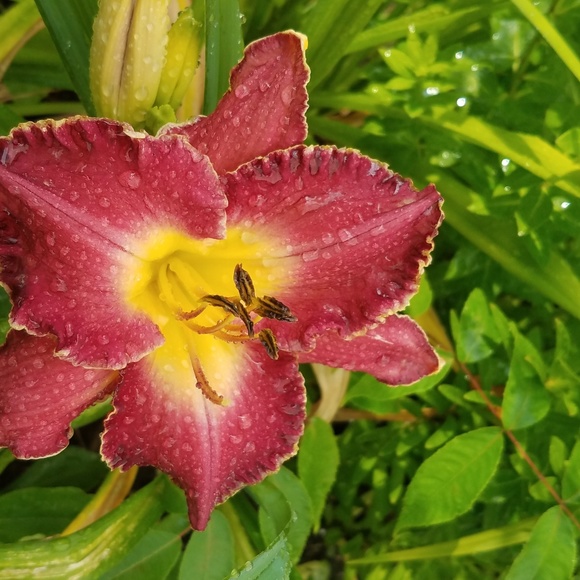 Profile Picture of Gail Konis (@konisat) on Poshmark