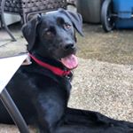Profile Picture of Ridley James Labradane (@molsie_ridley) on Instagram