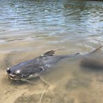 Profile Picture of Daniel  Corcoran (@canucanoeakayak) on Instagram