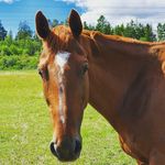 Profile Photo of Natalie Lindahl (@natalie_equestrian_zaza) on Instagram