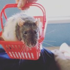 Profile Picture of Rachie's Ratirement Home (@RachiesRats) on Twitter